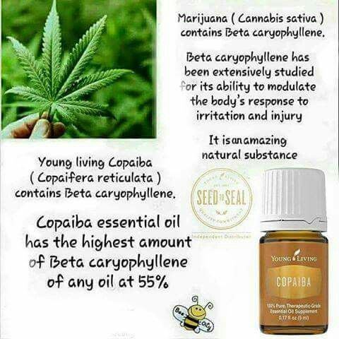 Copaiba 1000 images about Copaiba Oil on Pinterest Young living essential