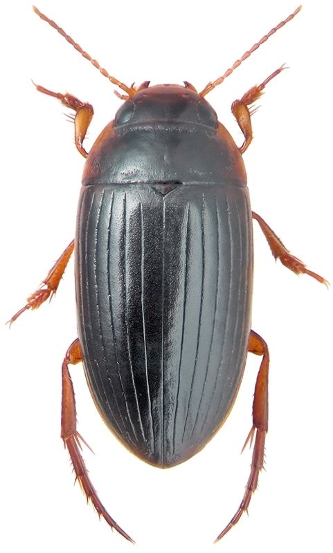 Copelatus Copelatus weymarni JBalfourBrowne 1947 Dytiscidae