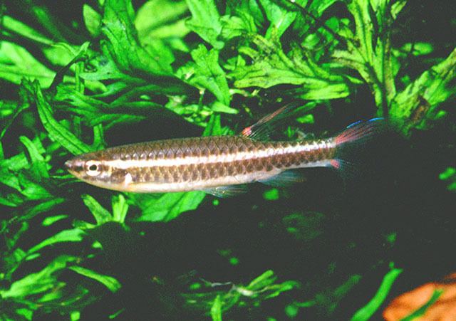Copella (genus) Fish Identification