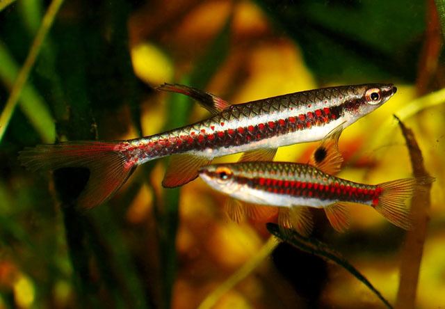 Copella (genus) Fish Identification