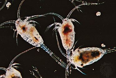 Copepod copepod crustacean Britannicacom