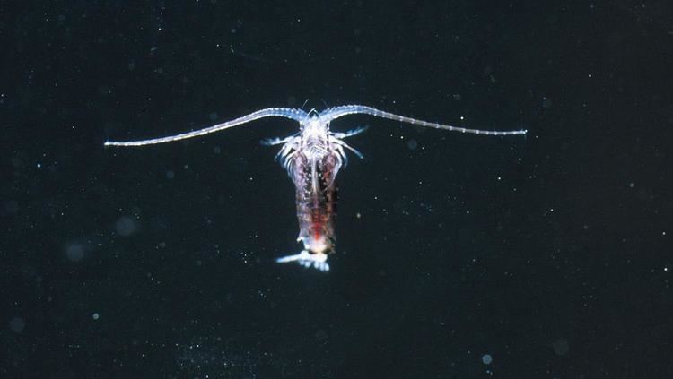 Copepod Copepod Open Waters Invertebrates Phylum arthropoda at the