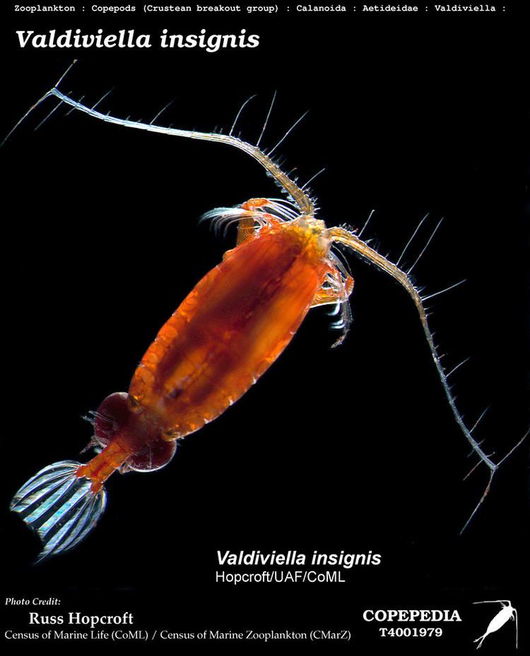 Copepod COPEPOD About the COPEPOD Project