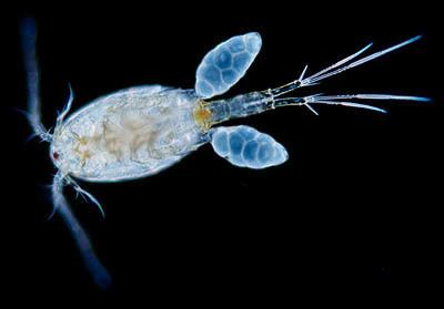 Copepod The World39s Strongest Animal is the Copepod