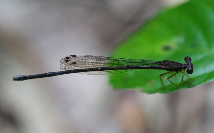 Copera vittata Dragonflies amp damselflies of Thailand 61 Copera vittata vittata