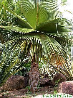 Copernicia macroglossa Copernicia macroglossa Palmpedia Palm Grower39s Guide