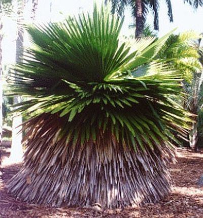Copernicia macroglossa Copernicia macroglossa Palmpedia Palm Grower39s Guide