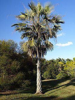 Copernicia prunifera Copernicia prunifera Palmpedia Palm Grower39s Guide