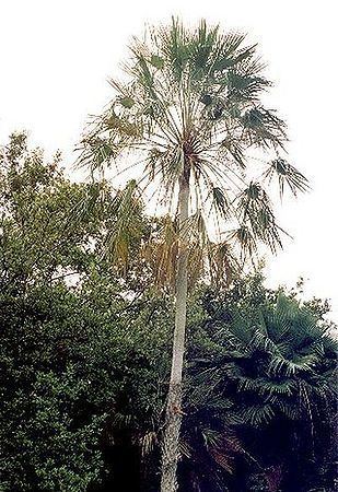 Copernicia prunifera Copernicia prunifera Palmpedia Palm Grower39s Guide