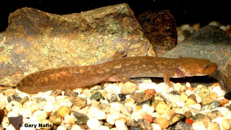 Cope's giant salamander wwwcaliforniaherpscomnoncalnorthwestnwsalaman