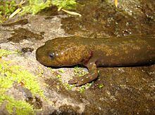 Cope's giant salamander Cope39s giant salamander Wikipedia