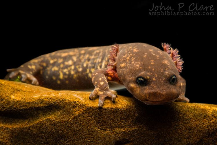 Cope's giant salamander Cope39s Giant Salamander Dicamptodon copei Pacific County Flickr