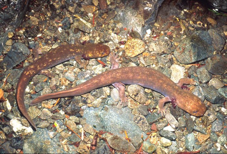 Cope's giant salamander CalPhotos Dicamptodon copei Cope39s Giant Salamander