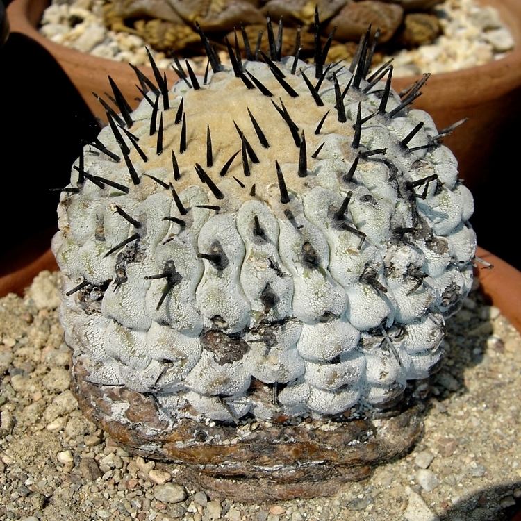 Copiapoa Copiapoa cinerea