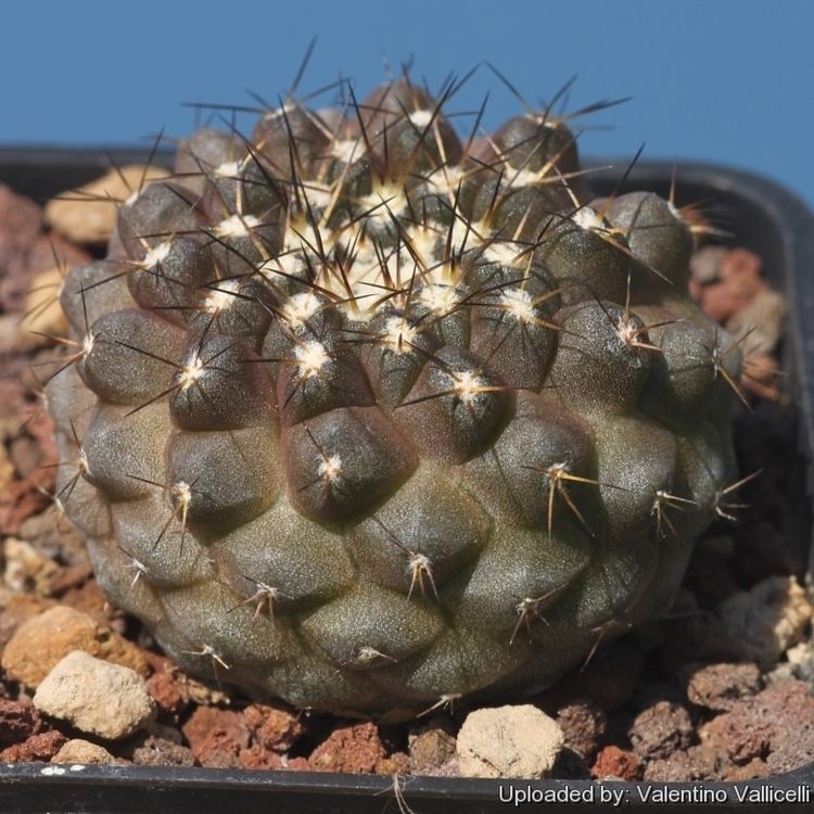 Copiapoa Copiapoa leonensis