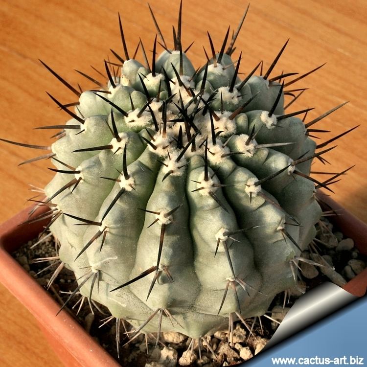 Copiapoa Copiapoa cinerea