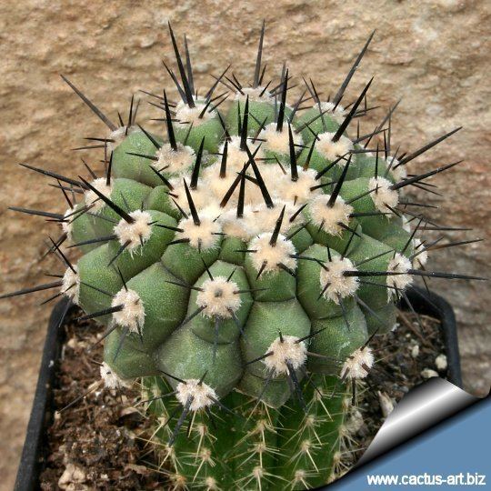 Copiapoa Copiapoa cinerea