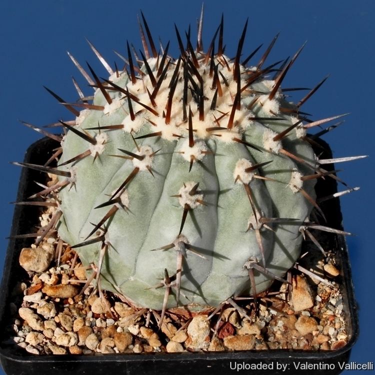 Copiapoa Copiapoa cinerea