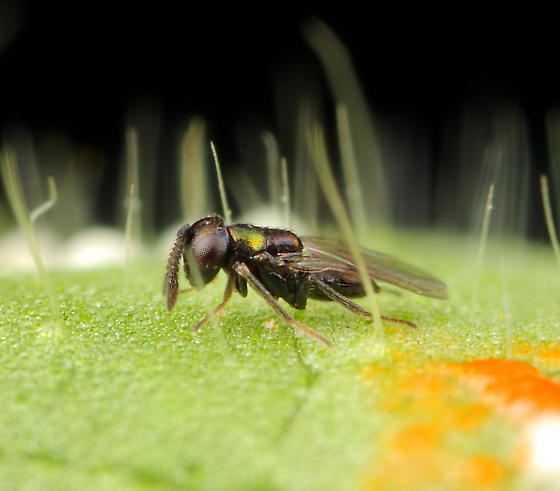 Copidosoma Wasp ID Copidosoma floridanum BugGuideNet