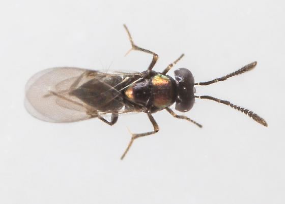 Copidosoma Small Wasp Copidosoma floridanum BugGuideNet
