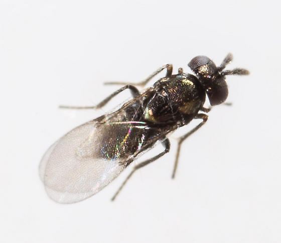 Copidosoma Copidosoma floridanum Wasp