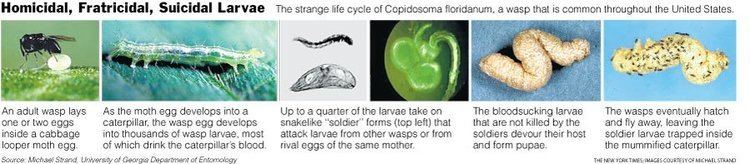 Copidosoma floridanum Copidosoma floridanum