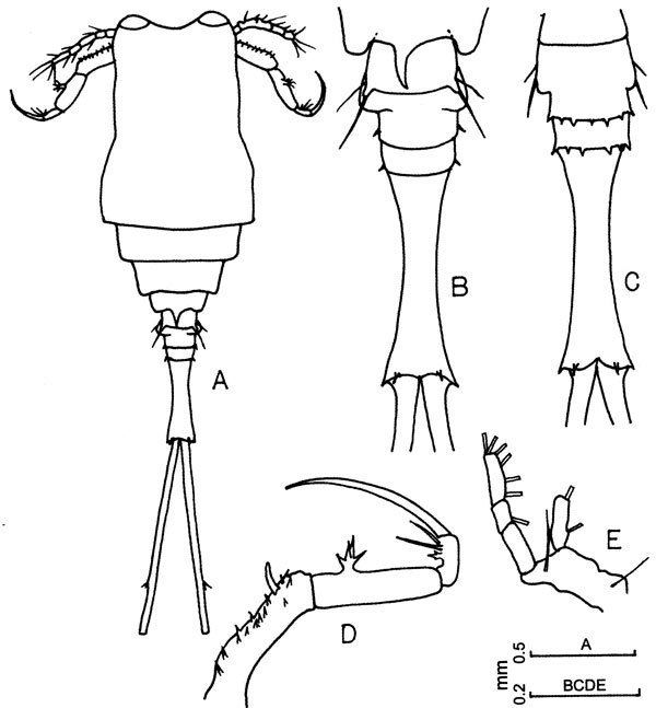 Copilia Species Copilia mirabilis Plate 3 of morphological figures