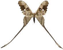 Copiopteryx httpsuploadwikimediaorgwikipediacommonsthu