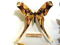 Copiopteryx derceto httpsuploadwikimediaorgwikipediacommonsthu