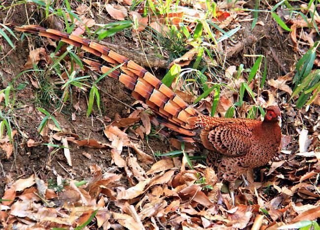 Copper pheasant 1000 images about pheasants on Pinterest Copper Pheasant hunting
