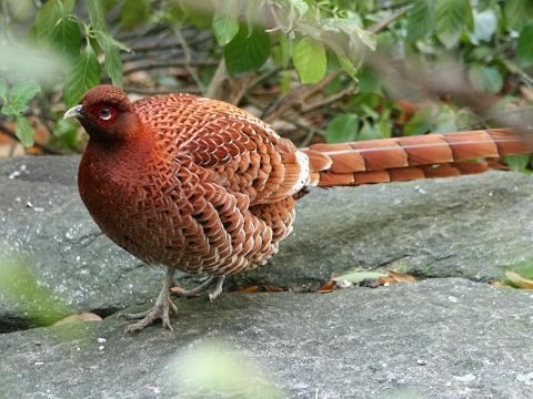 Copper pheasant httpsc1staticflickrcom43438456998443281d6