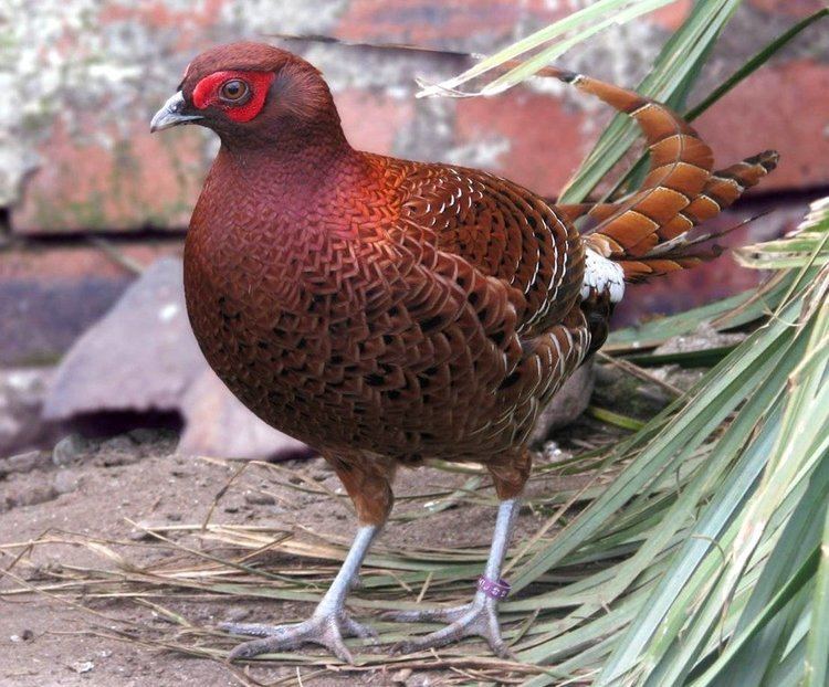Copper pheasant Ijima Copper Pheasant