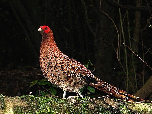 Copper pheasant Oriental Bird Club Image Database Copper Pheasant Syrmaticus