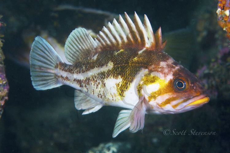 Copper rockfish Copper Rockfish Sebastes caurinus www8armcom Underwater