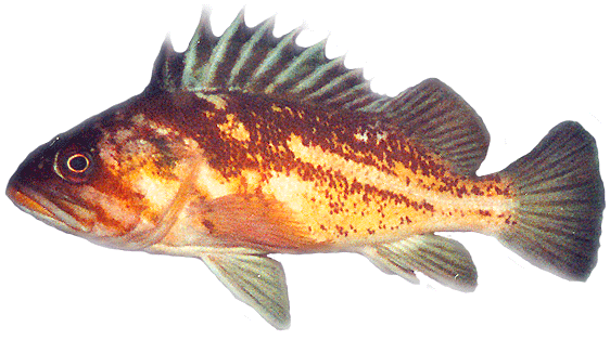 Copper rockfish CopperRockfishgif