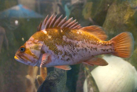 Copper rockfish Critter Corner Copper rockfish Hatfield Marine Science Center