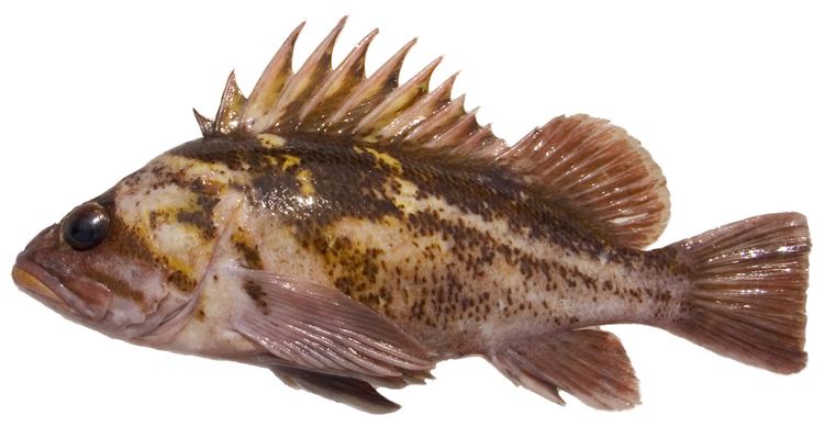 Copper rockfish Bottomfish Identification Guide Copper Rockfish Sebastes caurinus