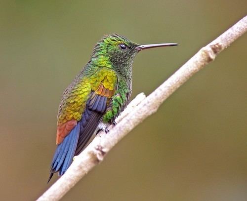 Copper-rumped hummingbird BirdQuest The Ultimate in Birding Tours