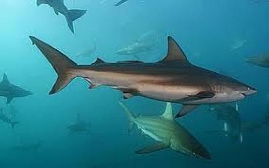 Copper shark Copper Shark Picture of Durban KwaZuluNatal TripAdvisor