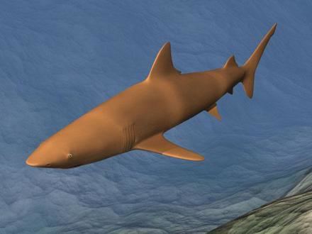 Copper shark Copper Shark Replica 3D Model