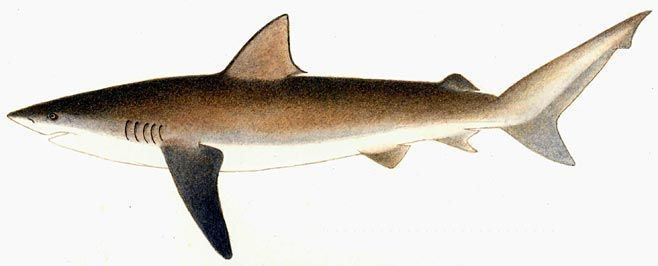 Copper shark Carcharhinus brachyurus Copper shark or bronze whaler