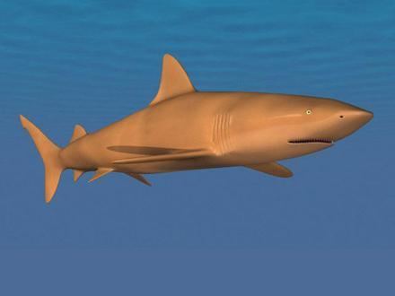 Copper shark Copper Shark Replica 3D Model