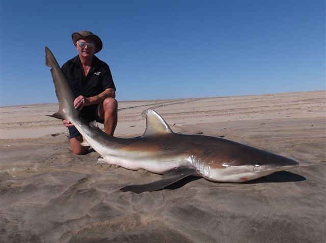 Copper shark The Copper Shark The Game Fishing Guide to African Fish
