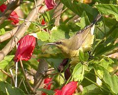 Copper sunbird httpsuploadwikimediaorgwikipediacommonsthu