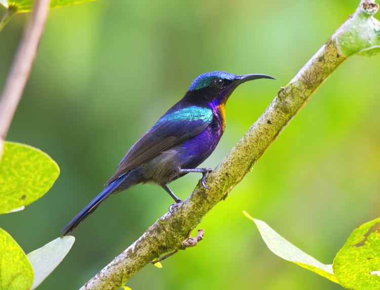 Copper-throated sunbird Copperthroated Sunbird Trip Reports HKBWS Forum