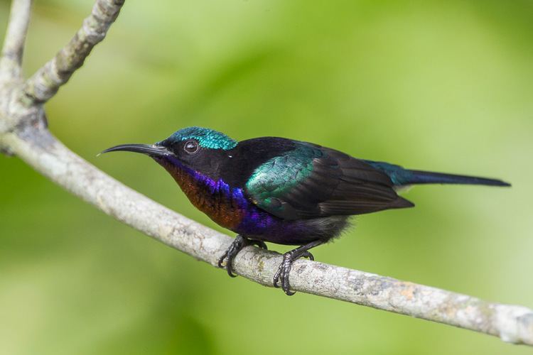 Copper-throated sunbird Copperthroated Sunbird Singapore Bird Group