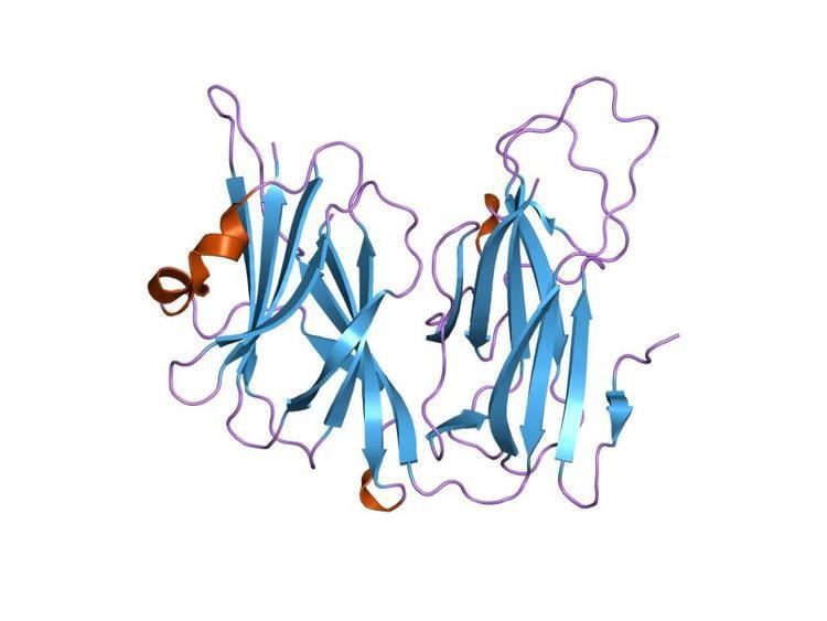 Copper type II ascorbate-dependent monooxygenase