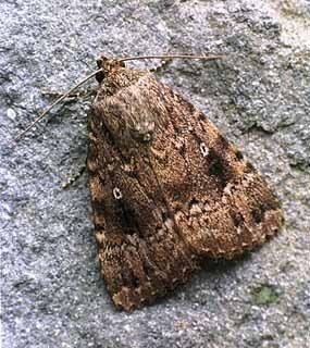 Copper underwing ukmothsorguksiteassetsfiles16770copperunder