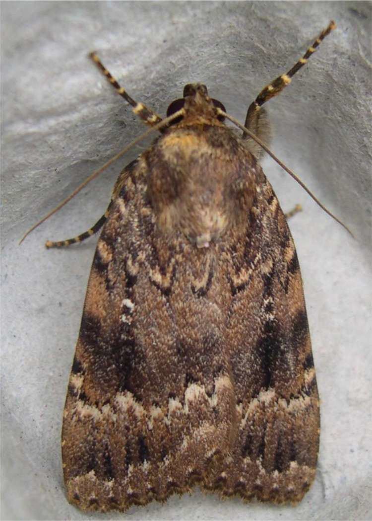 Copper underwing Copper Underwing Agg