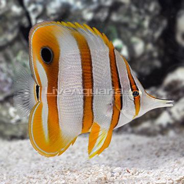 Copperband butterflyfish wwwliveaquariacomimagescategoriesproductp68